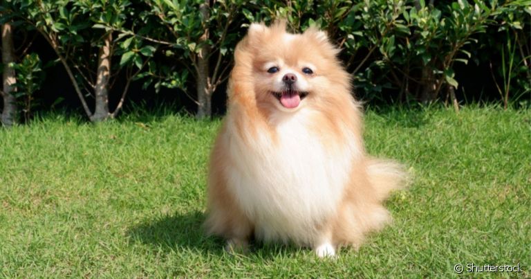 Os termos cachorra ou cadela são muito utilizados para definir a fêmea de cão