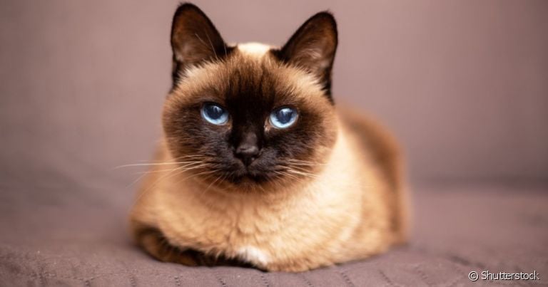 A gangliosidose é uma doença comum em gatos da raça Siamês