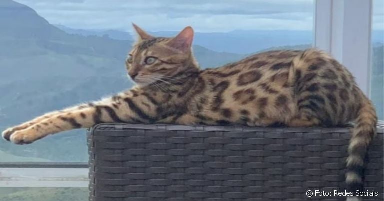 Massinha é uma gata da raça Bengal que vive em Belo Horizonte.