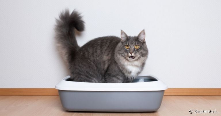  Gato come areia, mas isso é normal? Como resolver? Saiba tudo sobre o assunto nessa matéria! 