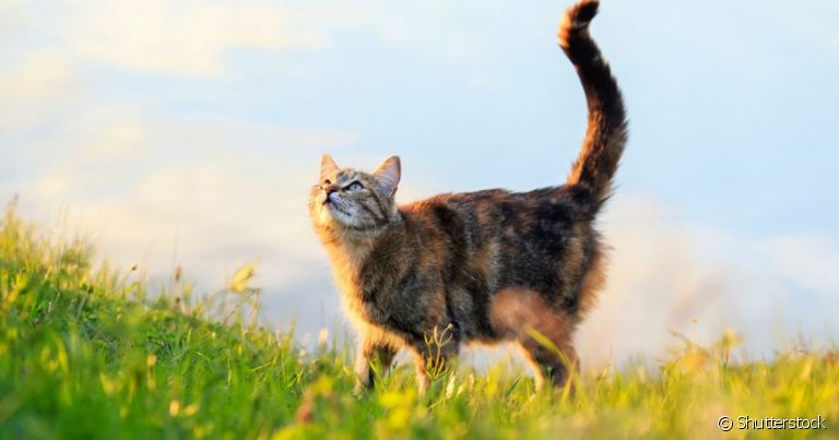 Cuidados com gatos no verão evitam doenças típicas da estação
