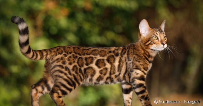 Gato que parece onça: Bengal é a raça que mais se assemelha ao felino selvagem.