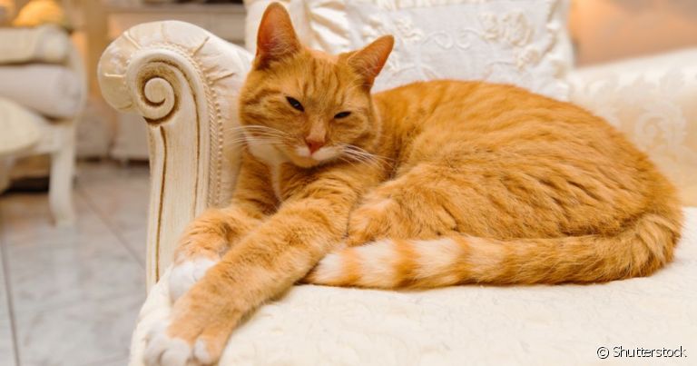  Gatos entendem o que os humanos falam ou se fazem sonsos? Descubra nesta matéria
