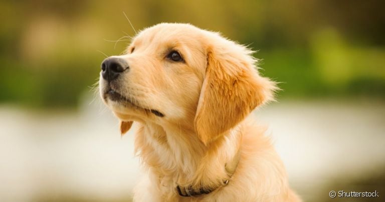 O Golden Retriever filhote é um excelente companheiro, mas requer alguns cuidados na fase inicial