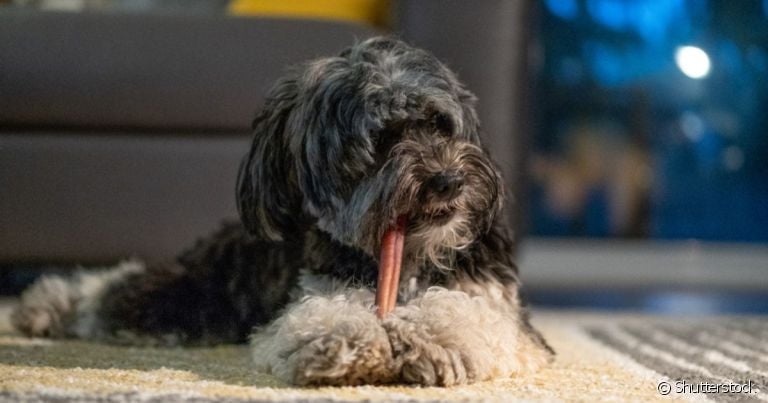 O intestino do cachorro está diretamente ligado com a alimentação e absorção de nutrientes