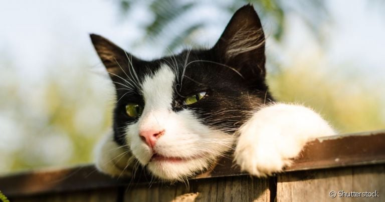  Rollercat é mais eficaz que a garrafa pet no quesito cerca anti fuga para gatos