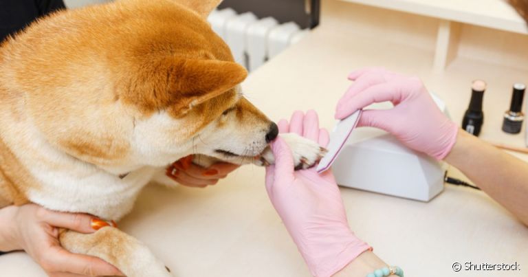 A lixa de unha para cachorro ajuda a aparar as garras do animal