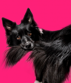 Manias de cachorro: veja o significado de alguns comportamentos inusitados (com infográfico)