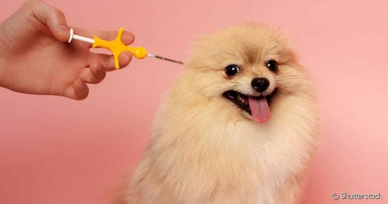  Microchip cachorro é mais uma garantia para manter a segurança do animal em caso de perda 