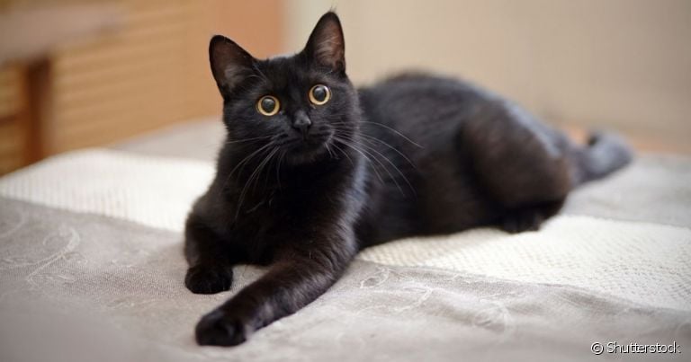 Os nomes para gatos pretos podem refletir a cor da pelagem do animal