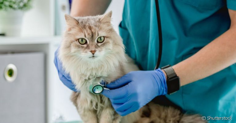 Para ir ao veterinário, gato precisa se acostumar com o processo e frequentar sempre o mesmo especialista