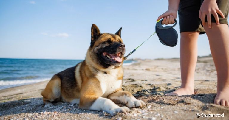  Passear com cachorro em qual horário no verão e quais os passeios mais indicados? Descubra a resposta 