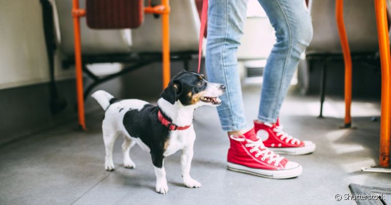 Como andar com cachorro no ônibus? Projeto de lei pode mudar a maneira de se andar com pets no DF