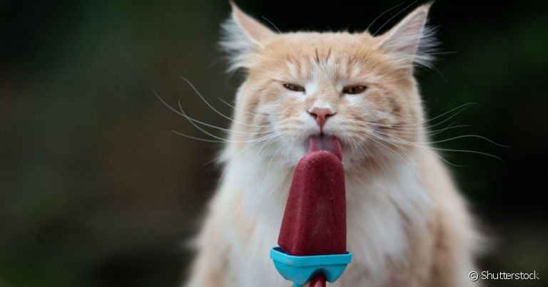 O picolé de gato feito com sachê ou frango desfiado é adorado pelos bichanos, principalmente no calor