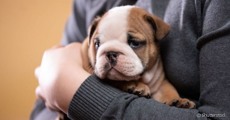  Pegar cachorro no colo faz mal pois muitos não sabem a maneira correta de fazer isso