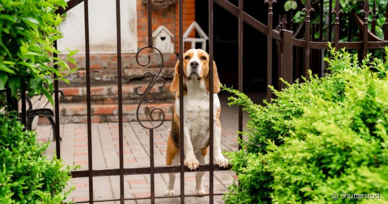 O cachorro fugindo pelo portão de casa pode ter diferentes motivações