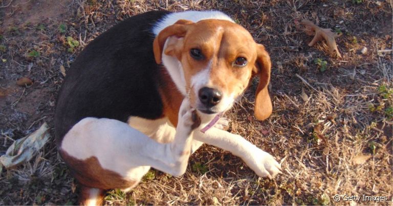  Carrapato em cachorro se espalha mais no verão e afeta a saúde do animal