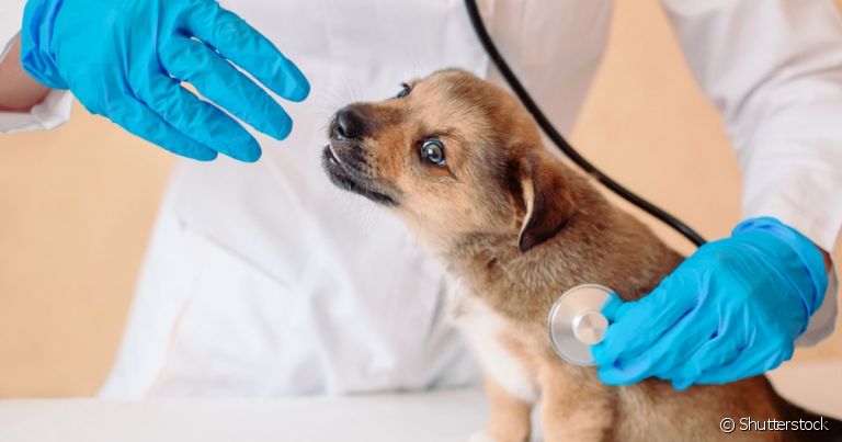 O cachorro de rua resgatado precisa realizar alguns exames para avaliar sua saúde