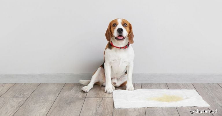  Quanto tempo um cachorro pode segurar a urina vai depender da idade, porte físico e hábitos do pet 