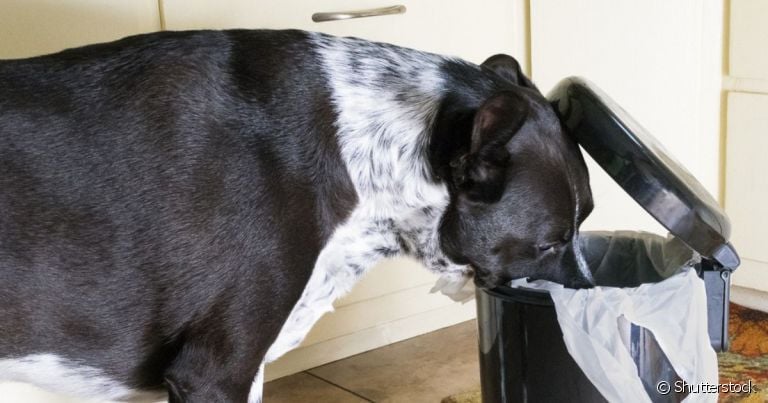  Lixeira a prova de cachorro não é a única maneira de como afastar cachorros do lixo 