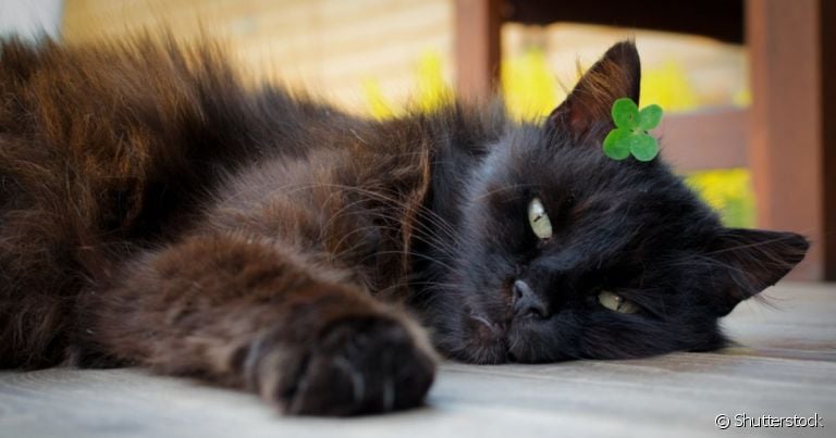 Gatos pretos precisam ser protegidos na sexta-feira 13