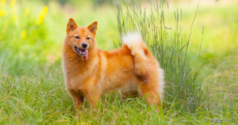 O Spitz Finlandês é um cachorro que parece uma raposa de porte médio e pelos avermelhados