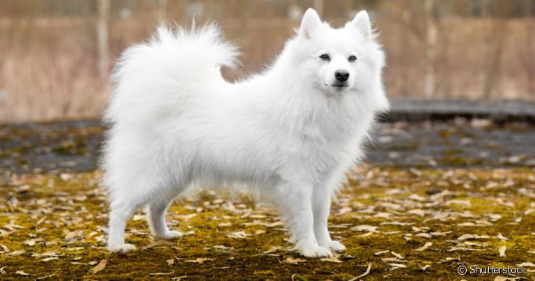 O Spitz Japonês é chamado de Mini Samoieda porque sua aparência lembra bastante a dessa raça