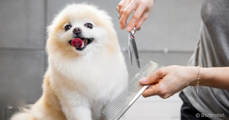 Algumas raças de cachorro devem ficar longe de um pet shop bem avaliado para tosar no calor!