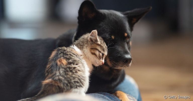 O transplante de fezes pode ser feito em cães e gatos