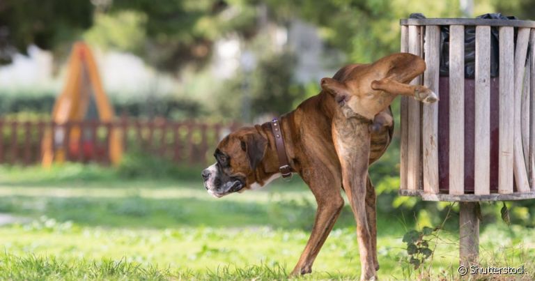 O xixi de cachorro pode revelar muitas coisas sobre a saúde do animal