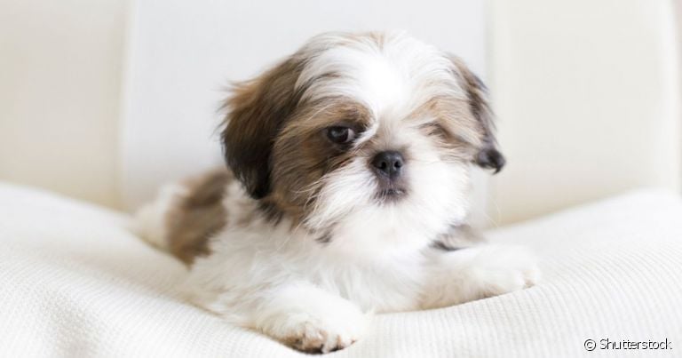 Úlcera de córnea: cachorro da raça Shih Tzu ou Lhasa Apso tem maior predisposição ao problema