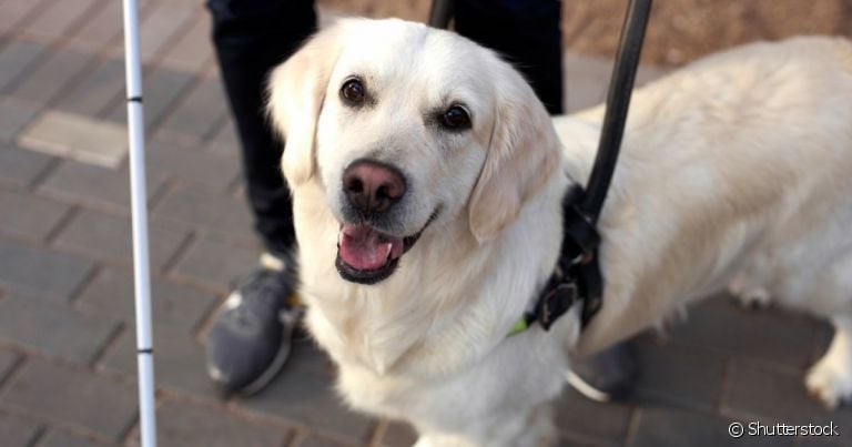  Existem diversas regras e documentações para que um cão guia possa guiá-lo no dia a dia 
