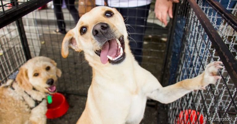 Adotar cachorro ou gato é uma grande responsabilidade. Veja se você segue os pré-requisitos para virar pai de pet!