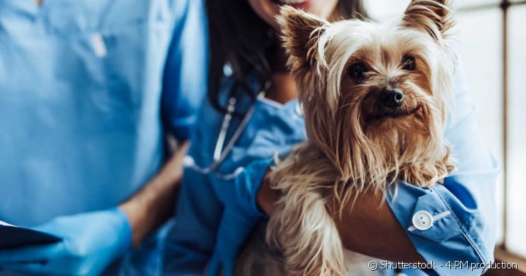 Veja a lista com 10 questões de saúde que exigem rapidez na busca por cuidados veterinários.