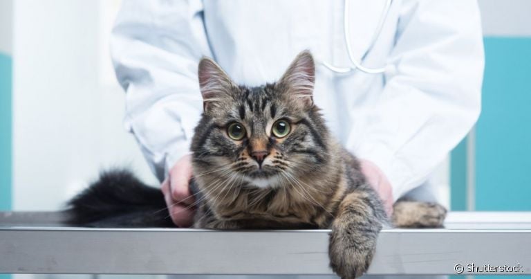  Gato picado por abelha, gato engasgado e gato envenenado são algumas emergências felinas 