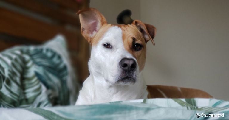 Será que meu cachorro não gosta de mim? Veja alguns sinais que indicam isso