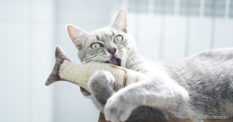 Brinquedos para gato espalhados pela casa são a melhor companhia
