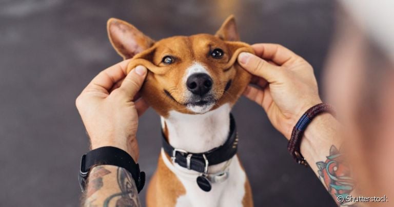  Saber como ensinar o cachorro a dar a pata pode ser simples 