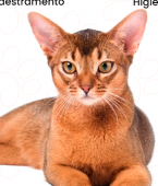 Abissínio: infográfico mostra todas as características da raça de gato de origem etíope