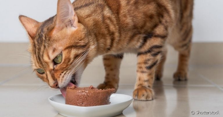 Fazer um patê caseiro para gatos é uma ótima maneira de mimar o seu bichano