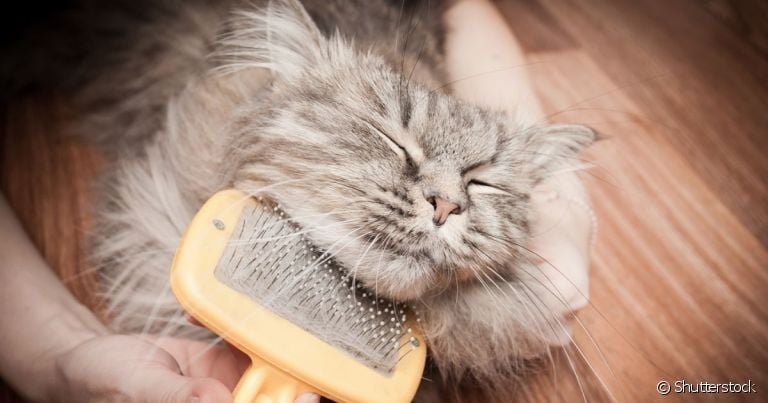 Investir em uma boa escova para tirar pelo de gato evita a formação de nós