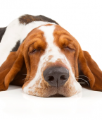 Basset Hound: infográfico mostra todas as características do cachorro de orelhas caídas