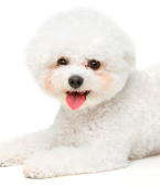Bichon Frisé: conheça a raça de cachorro pequeno que parece um urso de pelúcia (com infográfico)
