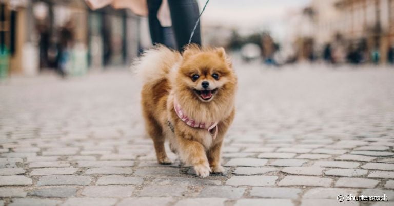  Lulu da Pomerânia e Cocker Spaniel estão entre as raças de cachorro caramelo