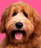 Cachorro com calor: veja em infográfico 6 dicas de como refrescar o seu pet