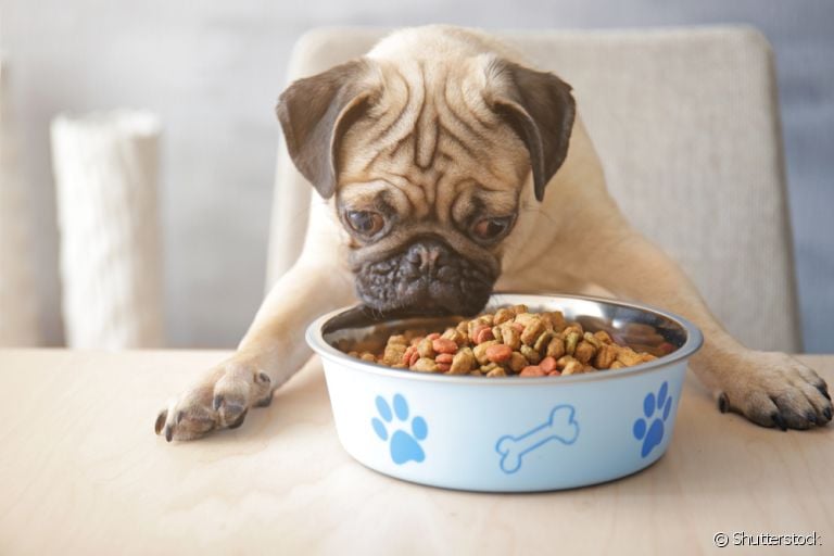 A hiperfagia é caracterizada por um cachorro com muita fome, mesmo recebendo uma alimentação adequada