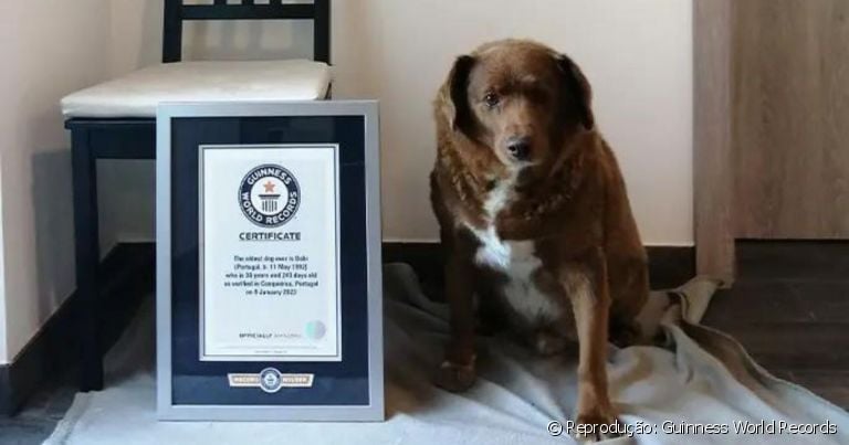 Cachorro mais velho do mundo se chama Bobi e pertence a raça Rafeiro de Alentejo