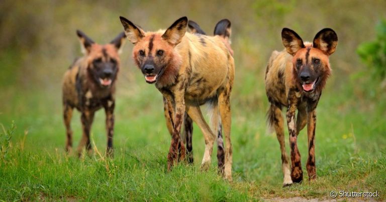 O Mabeco é um cachorro selvagem sociável que vive em bando e toma as decisões por meio de votos