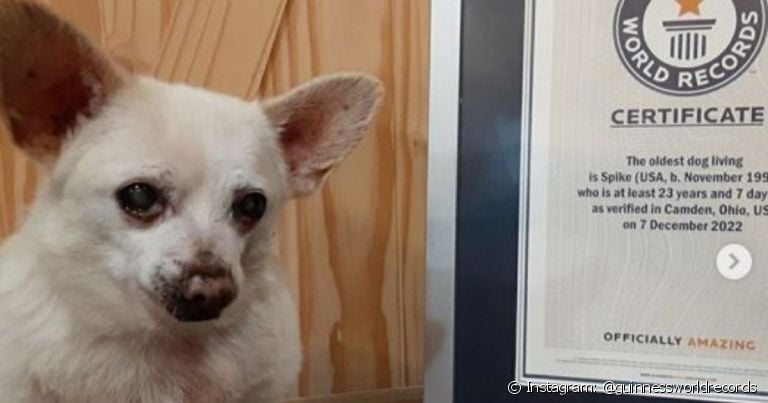 O cachorro mais velho do mundo é uma mistura de Pinscher de 23 anos chamado Spike