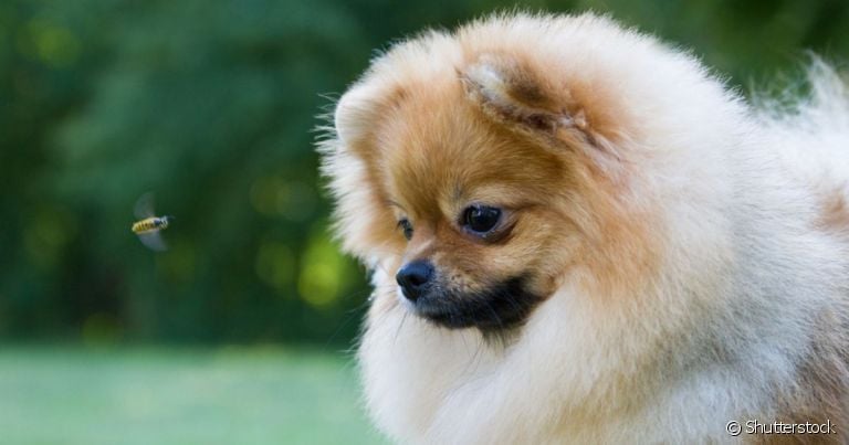 Cachorro picado por abelha: veja dicas do que fazer de imediato